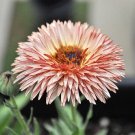 20 Seeds ZEOLIGHTS CALENDULA Officinalis MARIGOLD Flower  Coral Peach Pink