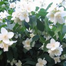 20 Seeds SWEET MOCK ORANGE English Dogwood Philadelphus Coronarius Shrub Flower