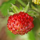 100 Seeds VESCA BARON STRAWBERRY Solemacher Berry Fragari Fruit