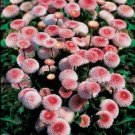 100 Seeds STRAWBERRIES & CREAM ENGLISH DAISY Bellis Perennis Flower