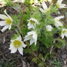 25 Seeds WHITE ANEMONE Pulsatilla Purple PASQUE FLOWER