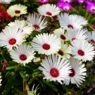 100 Seeds Gelato WHITE ICE PLANT MESEMBRYANTHEMUM DAISY Flower
