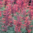 30 Seeds RED AGASTACHE 'HEATHER QUEEN' Hummingbrid Mint Hyssop Flower Herb