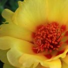 100 Seeds YELLOW PORTULACA Grandiflora MOSS ROSE Gold Flower