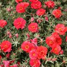 100 Seeds RED PORTULACA Grandiflora MOSS ROSE Flower