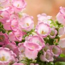 200 Seeds ROSE PINK CANTERBURY BELLS CAMPANULA Medium Flower
