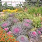 50 Seeds MIXED ORNAMENTAL CABBAGE Flowering Brassica Oleracea