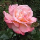 5 Seeds PINK ROSE Rosa Bush Shrub Perennial Flower