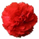 50 Seeds SCARLET RED CARNATION Dianthus Caryophyllus Flower