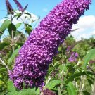50 Seeds VIOLET PURPLE BUTTERFLY BUSH Buddleia Davidii Flower