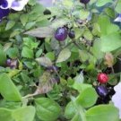 20 Seeds FILIUS BLUE PEPPER Capiscum Annuum  Christmas Pepper Vegetable
