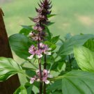 250 Seeds Green Tulsi HOLY BASIL Ocimum Sanctum Tenuiflorum Herb Flower
