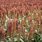 70 Seeds SUGAR DRIP SORGHUM Syrup Grain