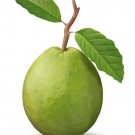 20 Seeds GUAVA Psidium Guajava Fruit Shrub Evergreen
