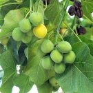5 Seeds PHYSIC NUT Barbados Purging JATROPHA Curcas  BIO-DIESEL