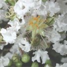 35 Seeds WHITE CREPE MYRTLE Crape Shrub Lagerstroemia Indica Flower