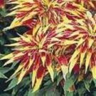 150 Seeds TRICOLOR AMARANTHUS PERFECTA Summer Poinsettia Amaranth Flower