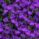 200 Seeds CRYSTAL PALACE Purple BLUE LOBELIA REGATTA Erinus Flower