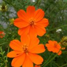 150 Seeds ORANGE SULPHUR COSMOS Klondike Sulphureus