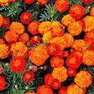 400 Seeds FRENCH MARIGOLD SPARKY Mixed Colors Tagetes Patula Flower