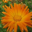 50 Seeds RADIO MARIGOLD English Calendula Officinalis Orange Yellow Flower