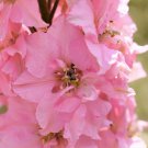 100 Seeds PINK PERFECTION LARKSPUR DELPHINIUM Consolida Ambigua Ajacis Flower
