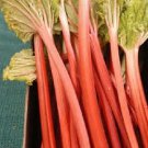 25 Seeds VICTORIA RHUBARB Pieplant Red Fruit Perennial Vegetable Fruit