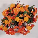 Begonia Illumination Apricot 100 seeds