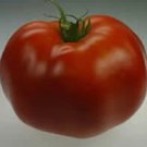 Tomato Ramapo 100 seeds