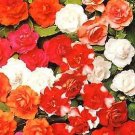 Impatiens Double Carousel Mix 100 seeds