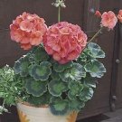 Geranium Maverick Coral 100 seeds