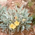 Oenothera macrocarpa incana Silver Blade 100 seeds