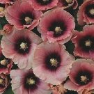 Alcea rosea Halo Apricot 100 seeds