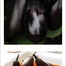 Eggplant Patio Baby 100 seeds