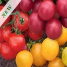 Tomato Little Bird Mix 100 seeds