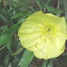 Oenothera macrocarpa fremontii Fremont Silver 100 seeds