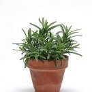 Rosemary Simply Rosemarium officinalis 100 seeds MSP