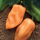 Pepper Hot Burning Bush 100 seeds