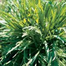 Minutina Erba Stella 2,500 seeds