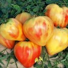 Tomato Orange Russian 100 seeds