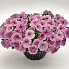 Petunia SuccessTR Silver Vein 100 seeds
