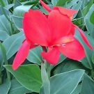 Canna South Pacific Rose 100 seeds