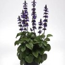Salvia Big Blue 100 seeds