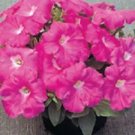 Petunia Trilogy Rose 100 seeds