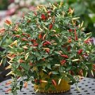 Pepper Ornamental Basket of Fire 100 seeds