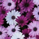 Osteospermum Akila Mix 100 seeds