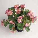 Begonia Baby Wing Pink 100 seeds