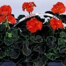Geranium Black Velvet Red 100 seeds