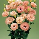 Lisianthus Arena Apricot III 250 seeds