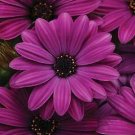 Osteospermum Akila Purple 100 seeds